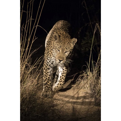 South Africa, Leopard walking trail at night